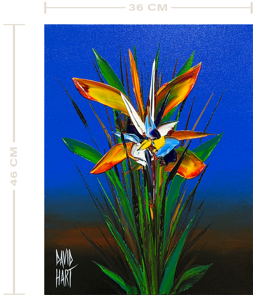 105-25 – 132399 – Strelitzia_uf_m 105 25 132399 Strelitzia uf m