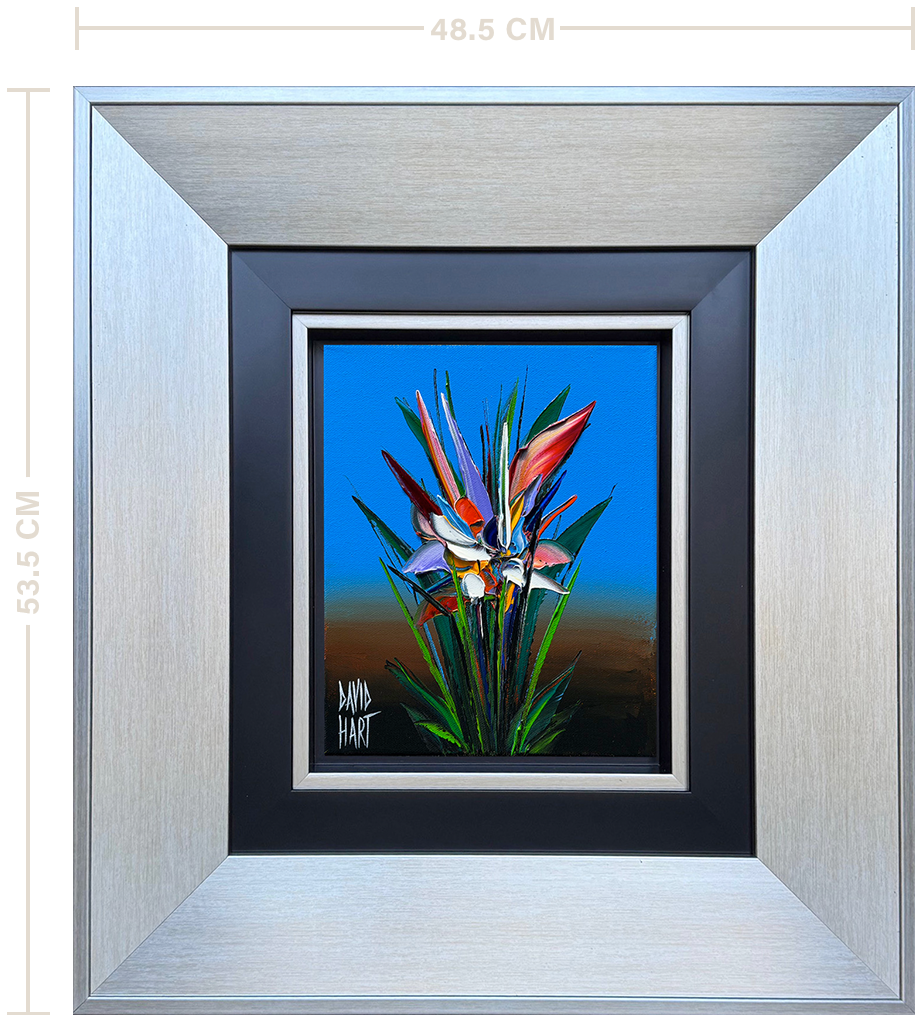 66 26 132768 Strelitzia (Blue) f m