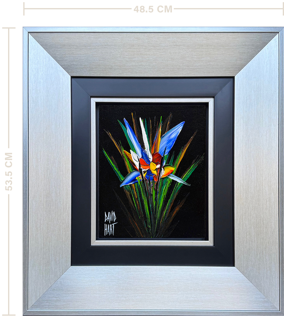 67-26 – 132769 – Strelitzia (Black)_f_m 67 26 132769 Strelitzia (Black) f m
